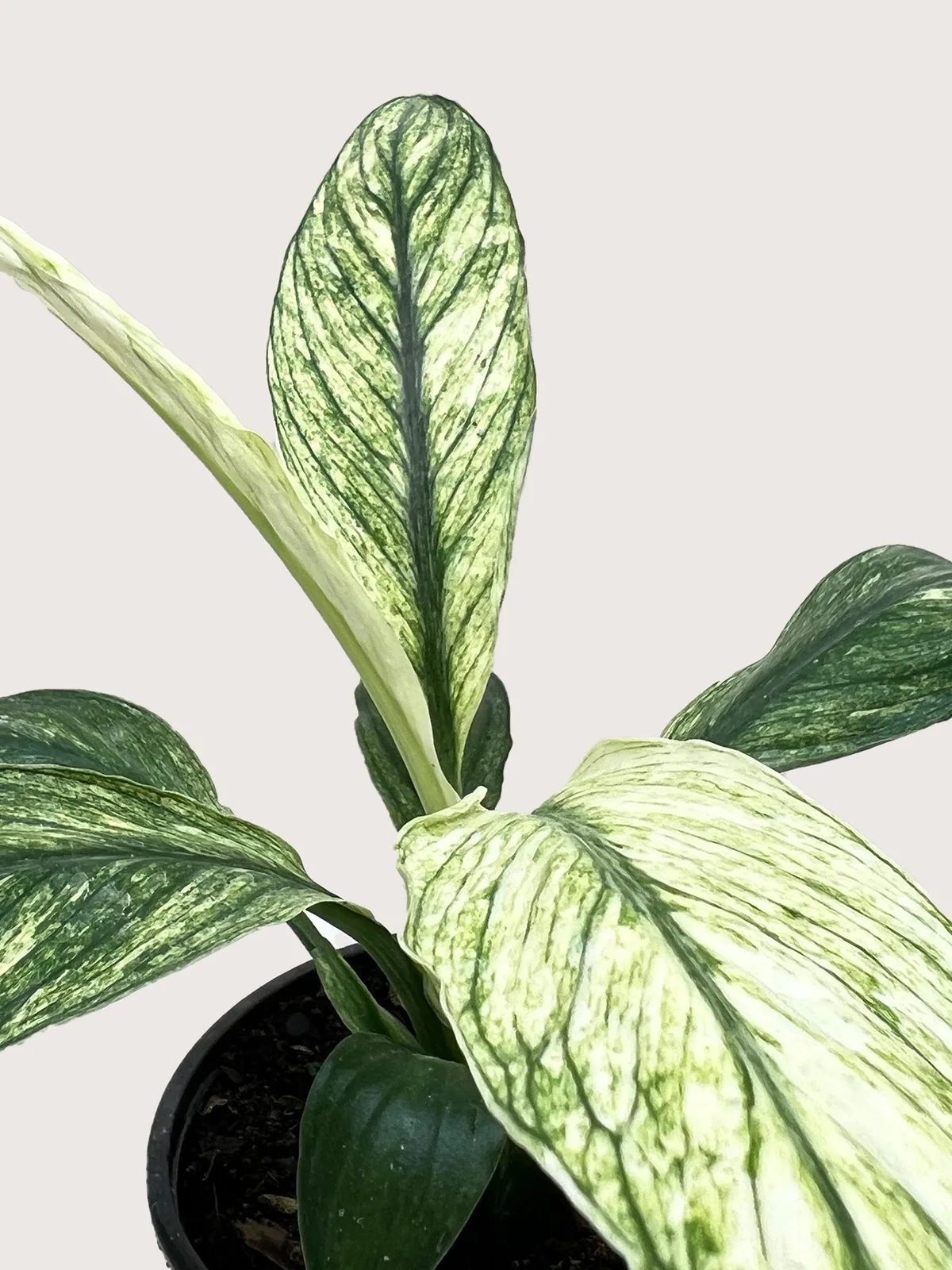 Spathiphyllum Jessica — additional view