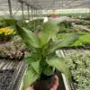 Spathiphyllum 'Platinum Mist' houseplant