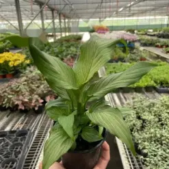 Spathiphyllum 'Platinum Mist' houseplant