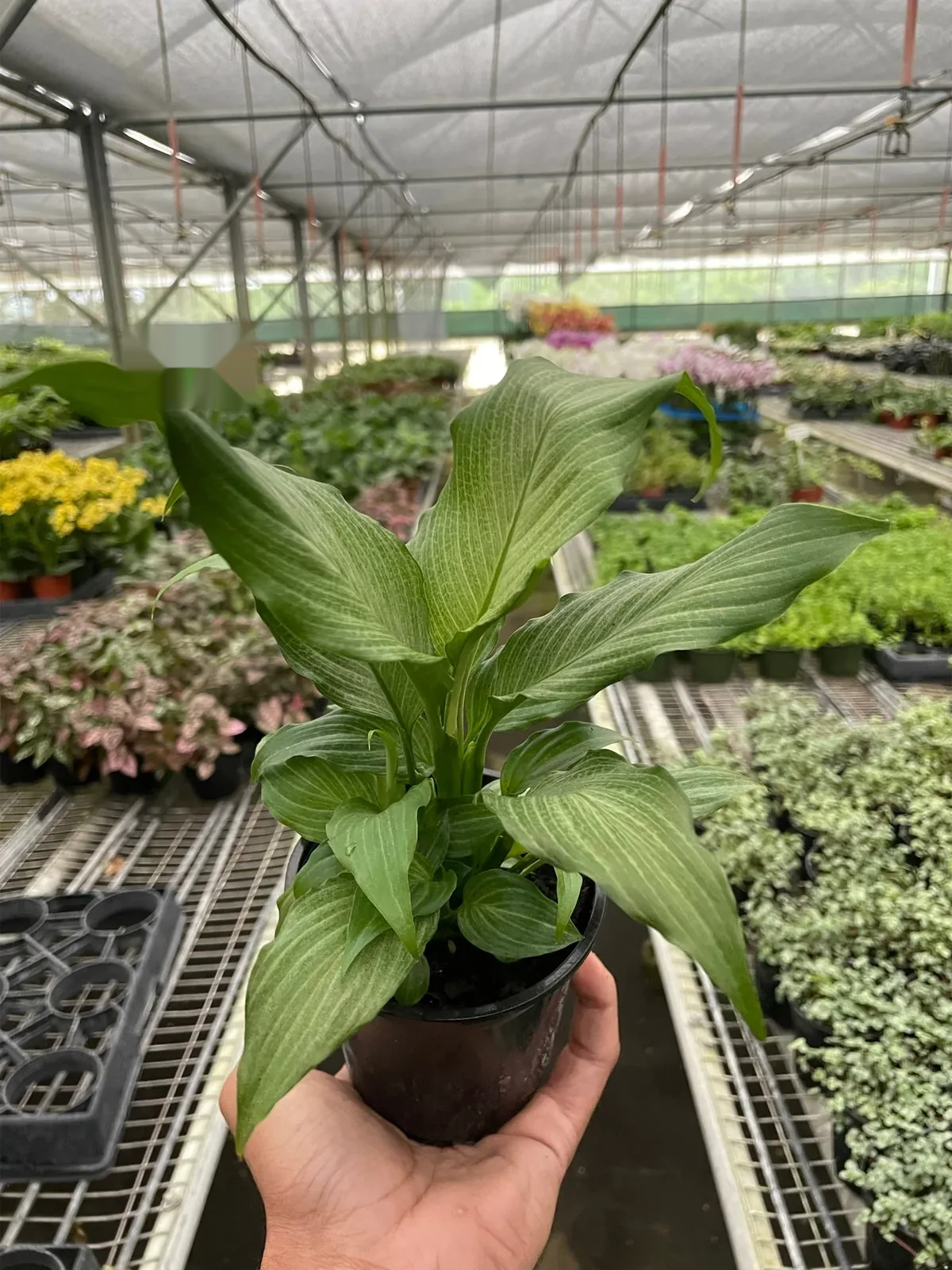 Spathiphyllum 