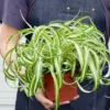 Spider Plant 'Bonnie'
