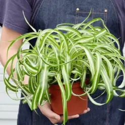 Spider Plant 'Bonnie'