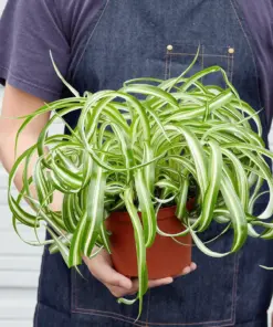 Spider Plant 'Bonnie'