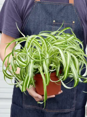 Spider Plant 'Bonnie'