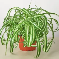 Spider Plant 'Bonnie' — additional view