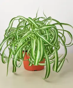 Spider Plant 'Bonnie' — additional view