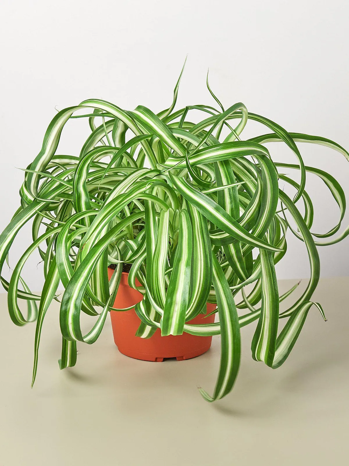 Spider Plant 