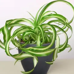 Spider Plant 'Bonnie' — additional view