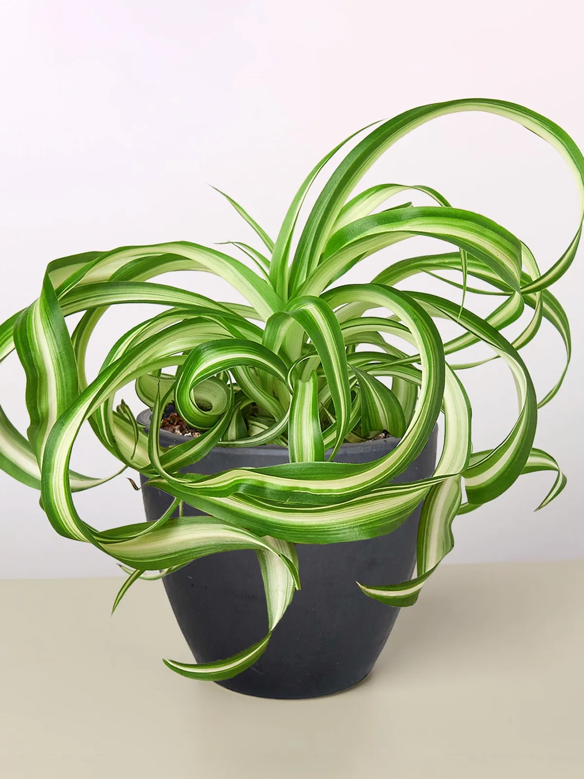 Spider Plant 