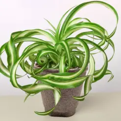 Spider Plant 'Bonnie' — additional view