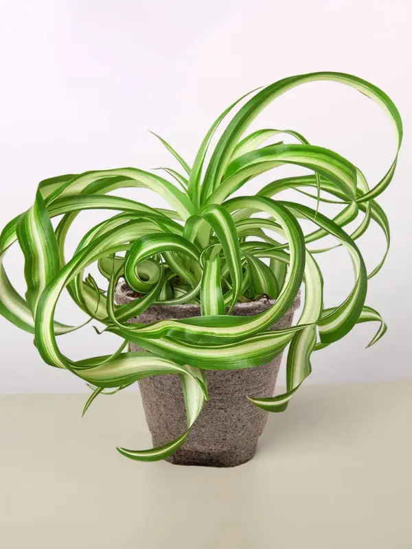 Spider Plant 'Bonnie' — additional view