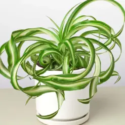 Spider Plant 'Bonnie' — additional view