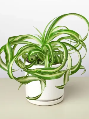 Spider Plant 'Bonnie' — additional view