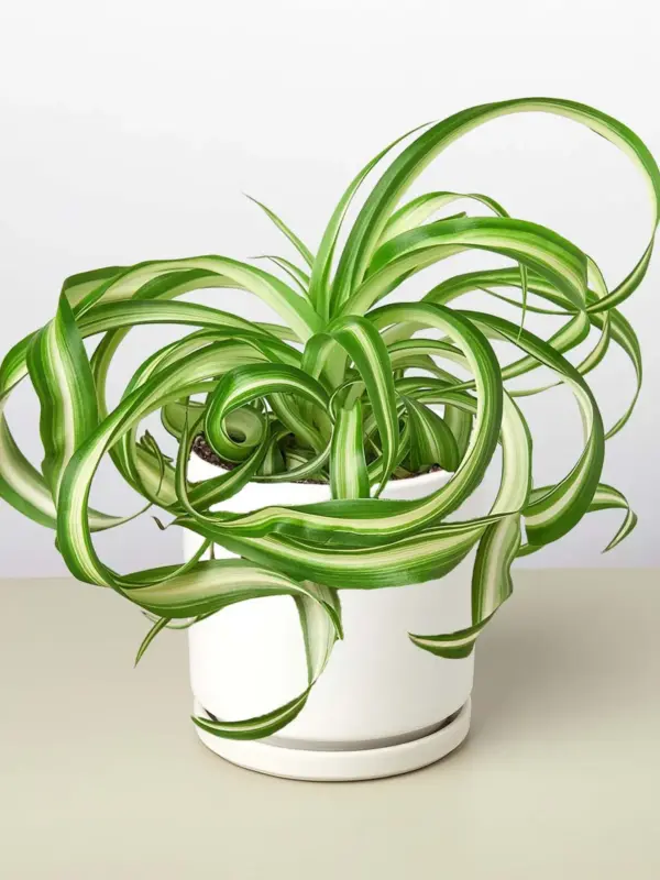 Spider Plant 'Bonnie' — additional view