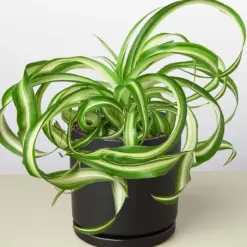Spider Plant 'Bonnie' — additional view