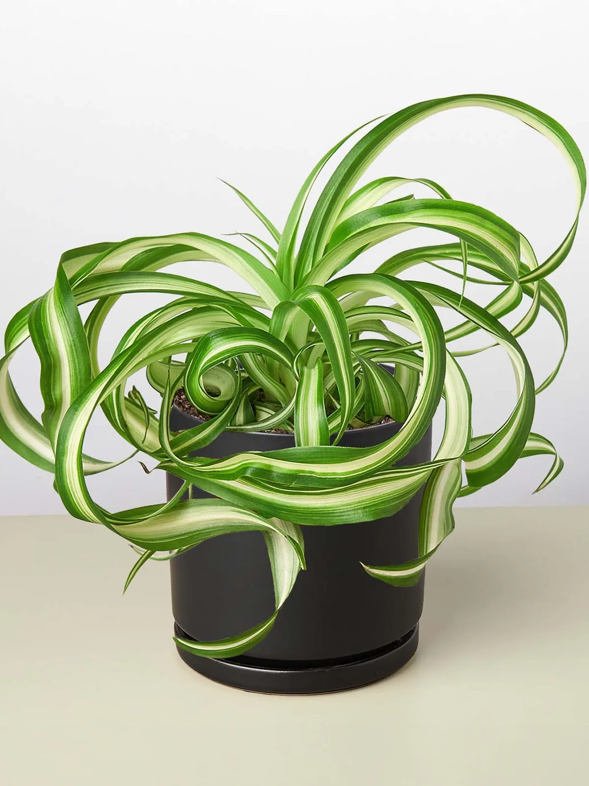 Spider Plant 