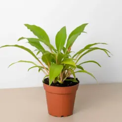 Spider Plant 'Fire Flash'