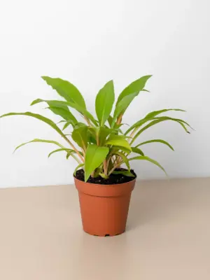 Spider Plant 'Fire Flash'