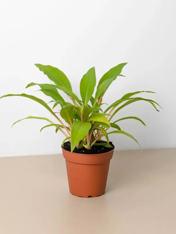 Spider Plant 'Fire Flash'