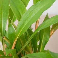 Spider Plant 'Fire Flash' — additional view