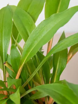 Spider Plant 'Fire Flash' — additional view