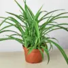 Spider Plant 'Green'