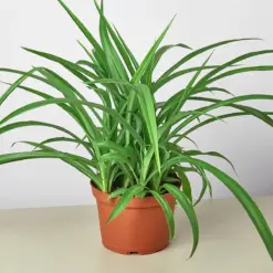 Spider Plant 'Green'