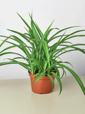 Spider Plant 'Green'