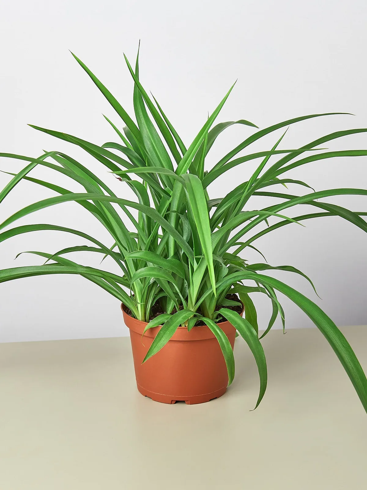 Spider Plant 