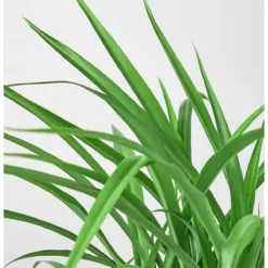 Spider Plant 'Green' — leaf detail close-up
