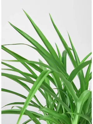 Spider Plant 'Green' — leaf detail close-up