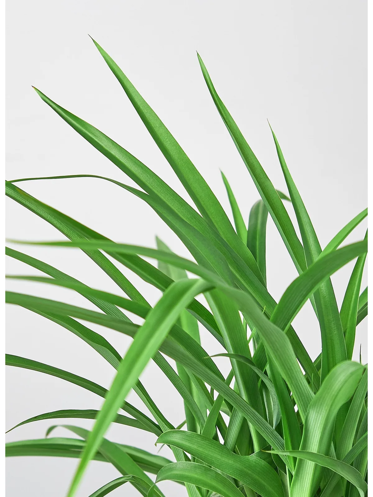 Spider Plant 