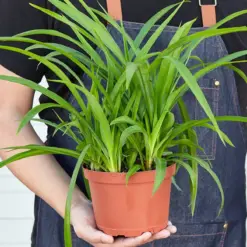 Spider Plant 'Green' — held in hand for size reference