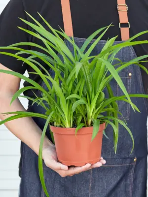 Spider Plant 'Green' — held in hand for size reference