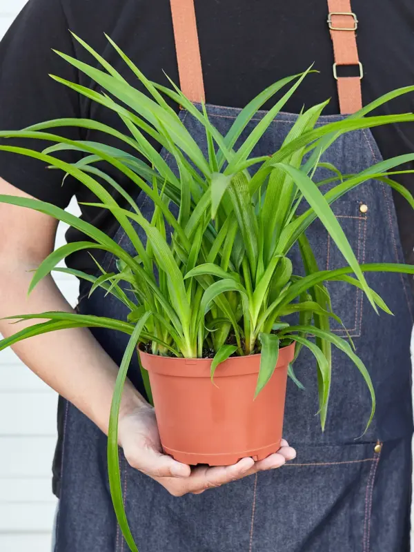 Spider Plant 'Green' — held in hand for size reference