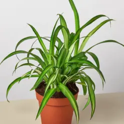 Spider Plant 'Hawaiian'