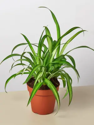 Spider Plant 'Hawaiian'