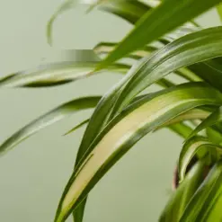 Spider Plant 'Hawaiian' — leaf detail close-up