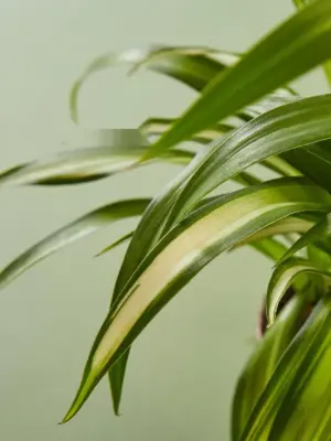Spider Plant 'Hawaiian' — leaf detail close-up