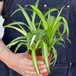 Spider Plant 'Hawaiian' — held in hand for size reference