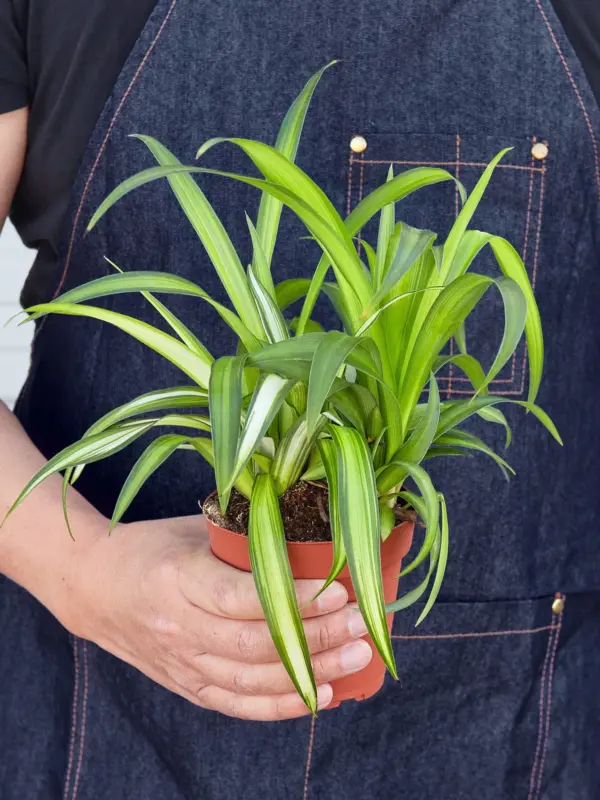 Spider Plant 'Hawaiian' — held in hand for size reference