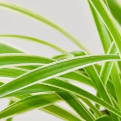 Spider Plant 'Reverse'