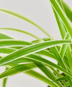 Spider Plant 'Reverse'