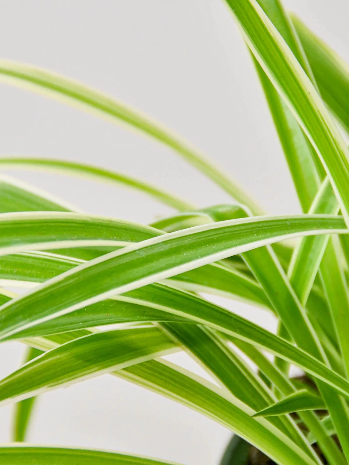 Spider Plant 