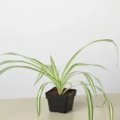 Spider Plant 'Reverse' — additional view