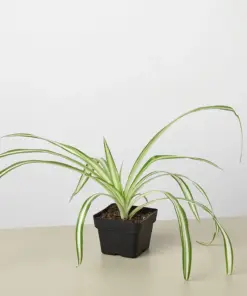 Spider Plant 'Reverse' — additional view