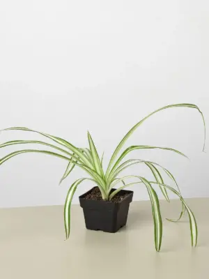 Spider Plant 'Reverse' — additional view