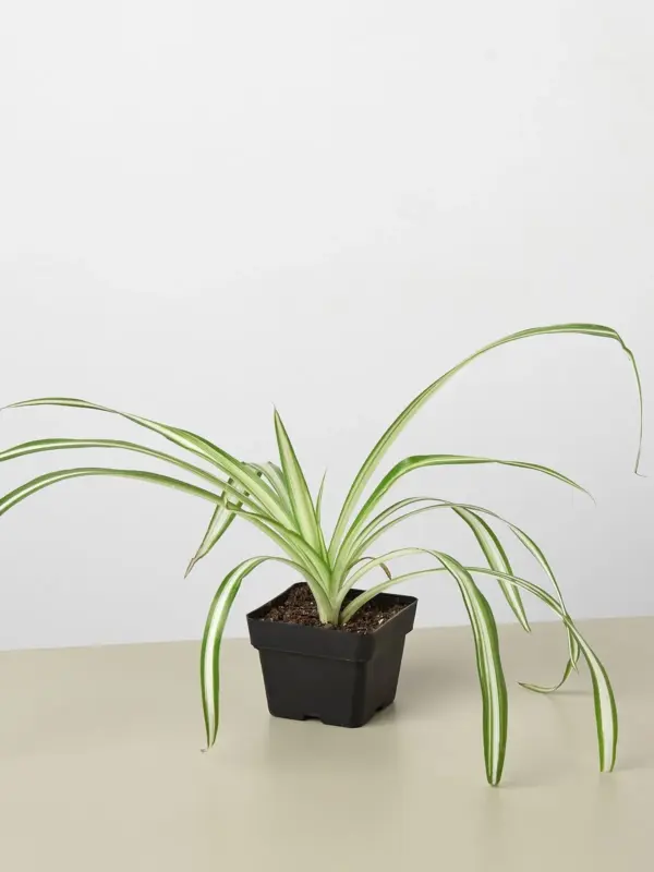 Spider Plant 'Reverse' — additional view