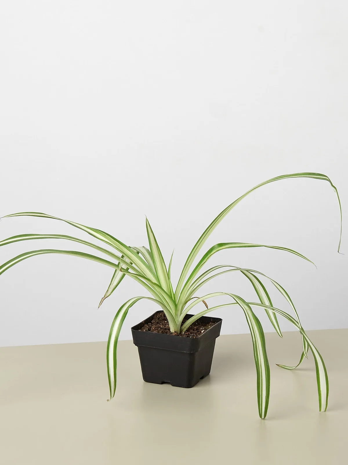 Spider Plant 