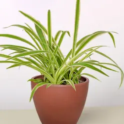 Spider Plant 'Reverse' — additional view